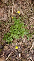 Ficaria verna