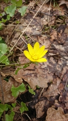 Ficaria verna