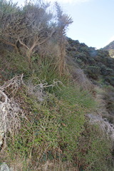 Aciphylla squarrosa squarrosa