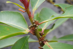 Myrsine diazii