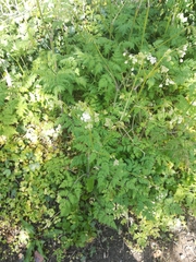 Anthriscus sylvestris