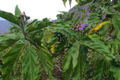Solanum saponaceum