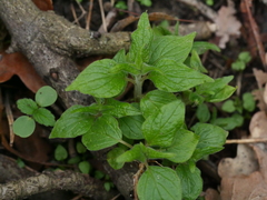 Parietaria officinalis