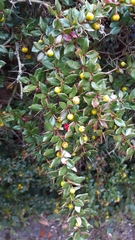 Berberis verruculosa
