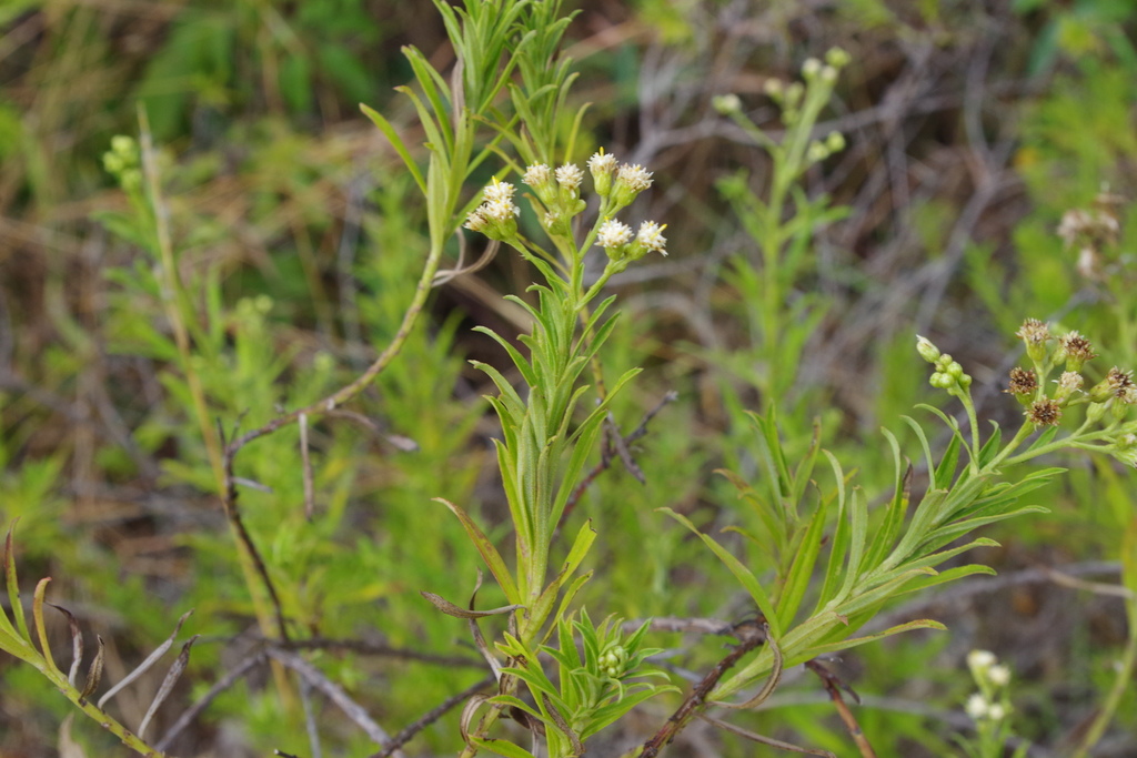 Baccharis gnidiifolia