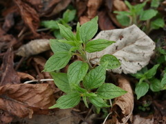 Parietaria officinalis