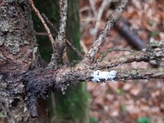 Aleurodiscus canadensis