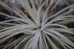 Tillandsia tectorum