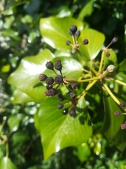 Hedera