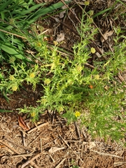 Osteospermum muricatum muricatum