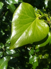 Hedera