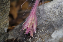 Tillandsia tectorum