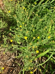 Osteospermum muricatum muricatum