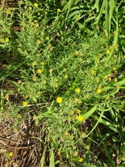 Osteospermum muricatum muricatum