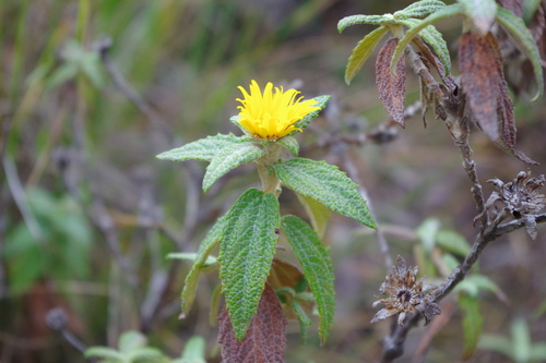 Bishopanthus soliceps