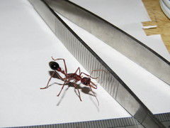 Myrmecia vindex