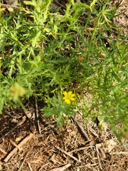 Osteospermum muricatum muricatum