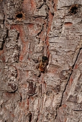Osmia bicornis