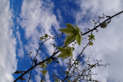 Furcraea andina