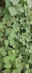 Pueraria montana lobata