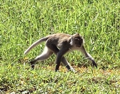 Macaca fascicularis