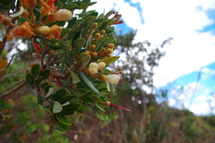 Bejaria