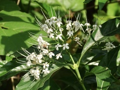 Pavetta hongkongensis