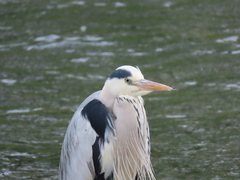 Ardea cinerea