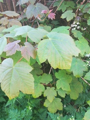 Acer pseudoplatanus