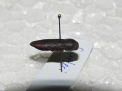 Bubastes carteri
