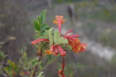 Tecoma rosifolia