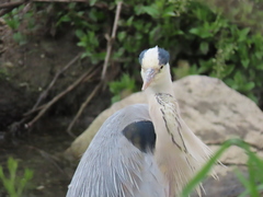 Ardea cinerea