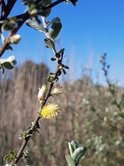 Salix repens argentea