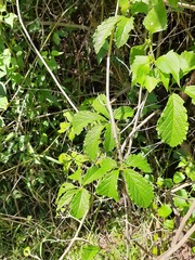 Cyphostemma hypoleucum