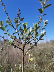 Salix repens argentea