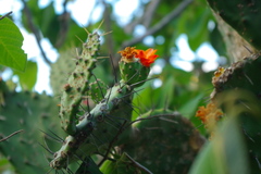 Opuntia quitensis