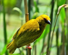 Ploceus subaureus subaureus