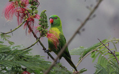 Leaf Lorikeet photo 2