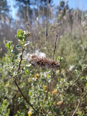 Salix repens argentea