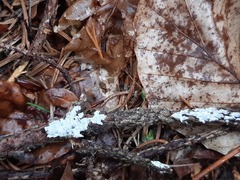 Aleurodiscus canadensis