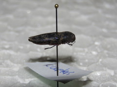 Bubastes carteri