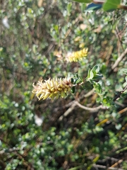 Salix repens argentea