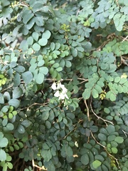 Indigofera micrantha