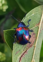 Platycorynus undatus