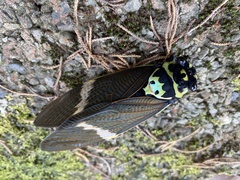 Formotosena seebohmi