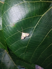 Margarosticha