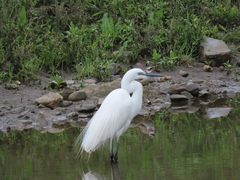 Ardea alba