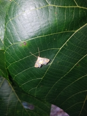 Margarosticha