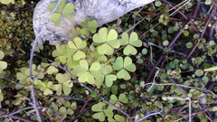 Oxalis incarnata