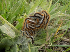 Malacosoma castrense